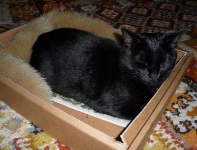 Suki the Cat in her cardboard box