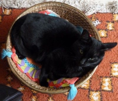 Cat in a Round Basket