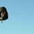 The Darth Vader balloon came all the way from Europe to participate in the event. The Darth Vader balloon came all the way from Europe to participate in the event.