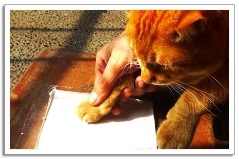 paw print making step 6