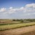 Field of grass being baled for hay