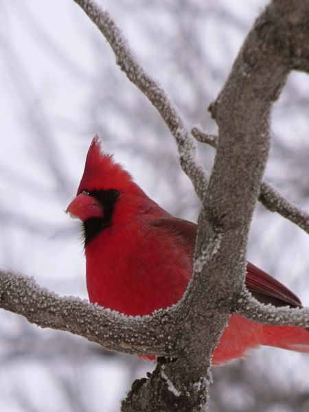 A red cardinal outside my window