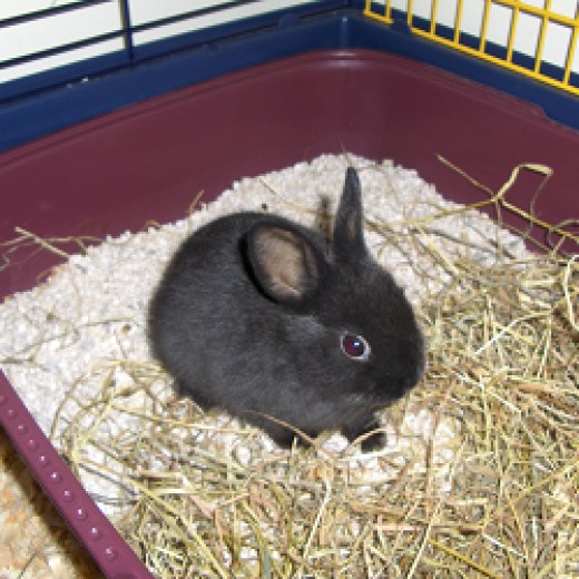 5 Week Old Rabbit Diet For Humans