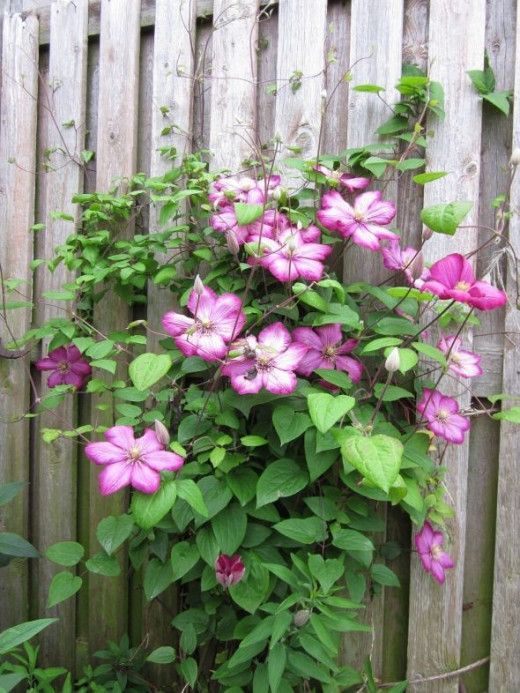 Crawling pink flowers