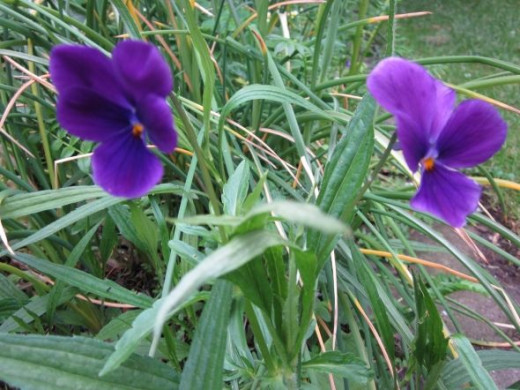 purple flowers