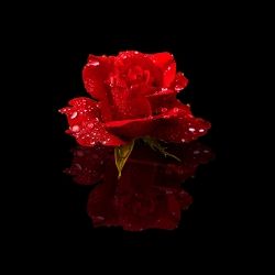 Raindrops on Rose