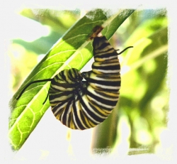 Caterpillar in "J" Position