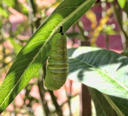 A newly emerged chrysalis