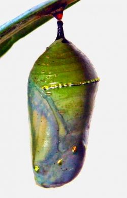The butterfly begins to appear within the chrysalis
