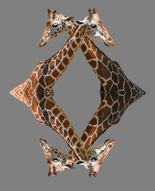 Quadgiraffel