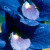 Delphinium Delphinium