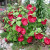 Hibiscus Hibiscus
