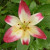 Daylily Daylily