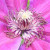 Clematis Clematis