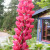 Lupine Lupine