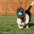 "I got the ball, I got the ball!" this Basset Hound seems to say as he runs with his short legs.CC by https://www.flickr.com/photos/patchattack/