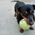This little Dachshund takes on a ball that is even too big for him.CC by https://www.flickr.com/photos/ashtynrenee/