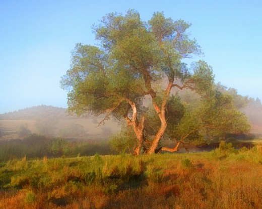 #427B - TREE IN THE MIST TS (1:1.25)
