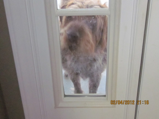 Joey wants to come in the house so he peeks at us thru the windows.  hehehe so funny.