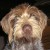Close up of Joey.  He is so photogenic.  Can you see the twinkle in his eyes?