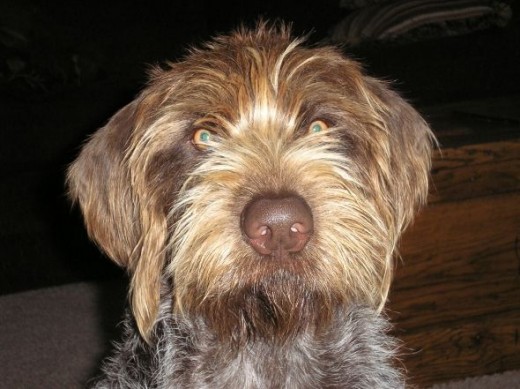Close up of Joey.  He is so photogenic.  Can you see the twinkle in his eyes?