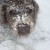 Joey loves the snow. With his long hair, little snow balls form all over his body, especially around his face and legs.