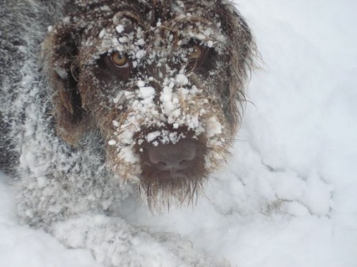 Joey loves the snow. With his long hair, little snow balls form all over his body, especially around his face and legs.