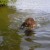 Jack loves to swim and chase fish through the water.