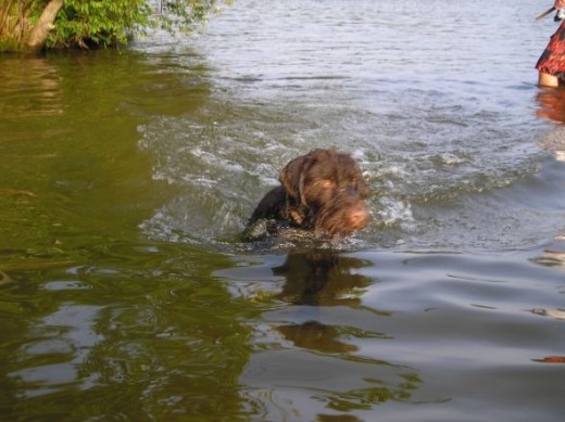 Jack loves to swim and chase fish through the water.