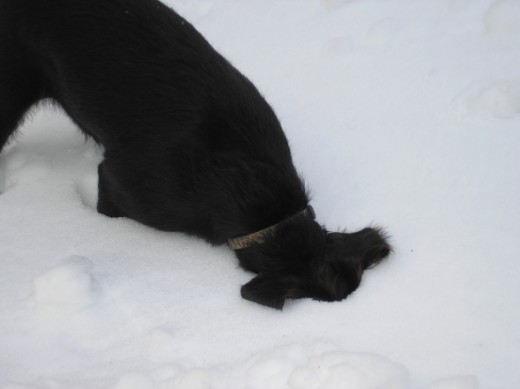 Curious Jack, always with his nose to the ground.