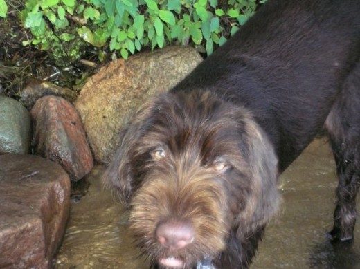 Jack is in the water again, still chasing those minnows!