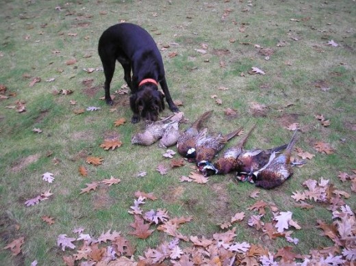 Jack after a successful hunt.