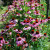 The Flower Garden. The Flower Garden.