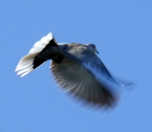 Eurasian collared dove