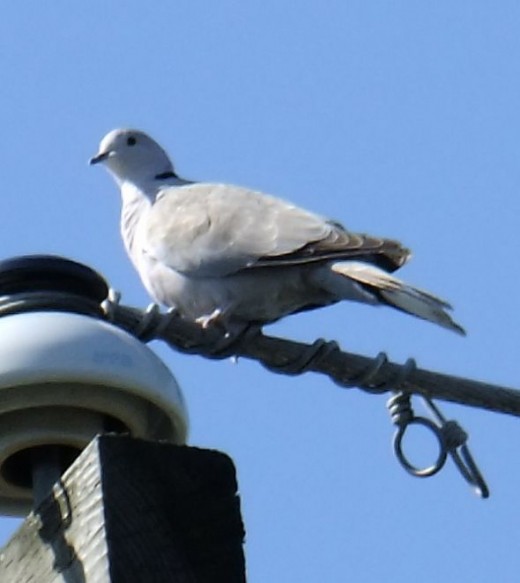 Eurasian collared dove