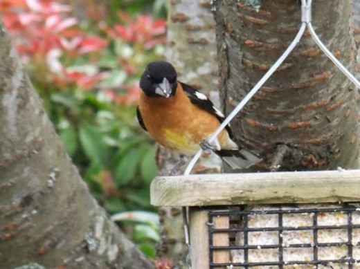 Black-headed grosbeak