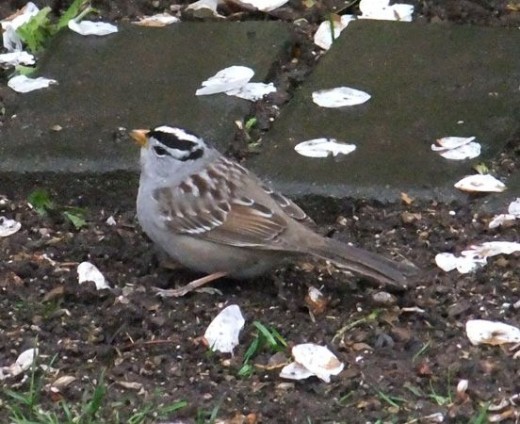 White-Crowned Sparrow
