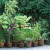 In the Italian Garden area. In the Italian Garden area.