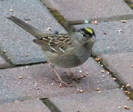 Golden-crowned Sparrow