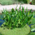 Formal pond. Formal pond.