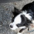Tito on a walk at the lake. Tito on a walk at the lake.