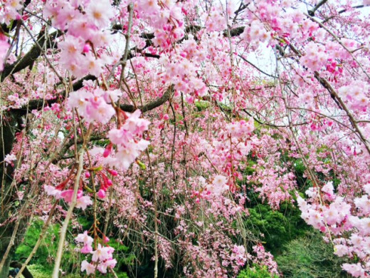 The Beautiful Sakura Trees of Shinjuku Gyoen