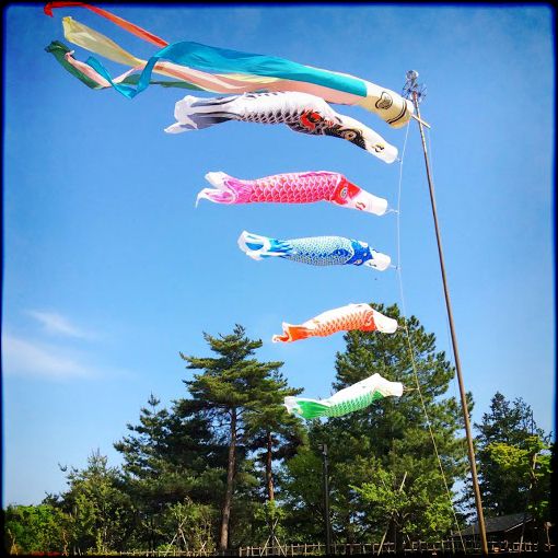 Koinobori at Showa Kinen Park