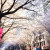 Sakura in full bloom all over the city.
