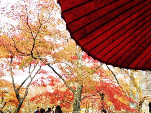 Autumn Foliage in Hakone