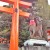 The torii gate leading up to the mountain.