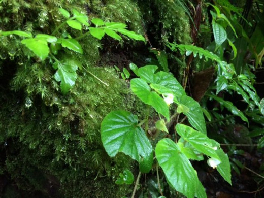 The leaves of the rainforest are wet and dewy after the rain.