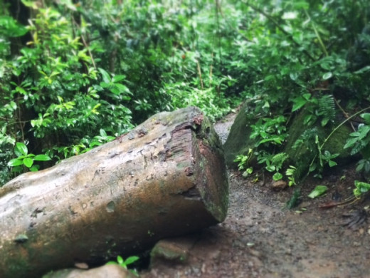 A fallen tree trunk.