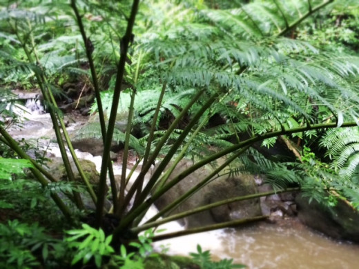 A stream flows alongside the hiking trail.