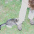 Attakin Mum's feet frm beehind Attakin Mum's feet frm beehind